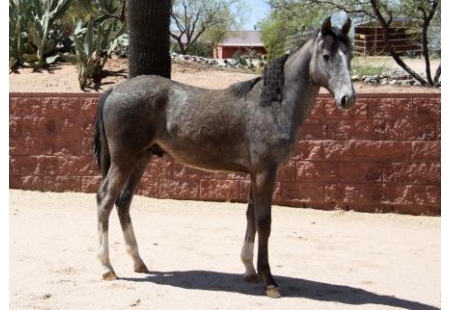 Kingu00b4s Don Quixote M.R